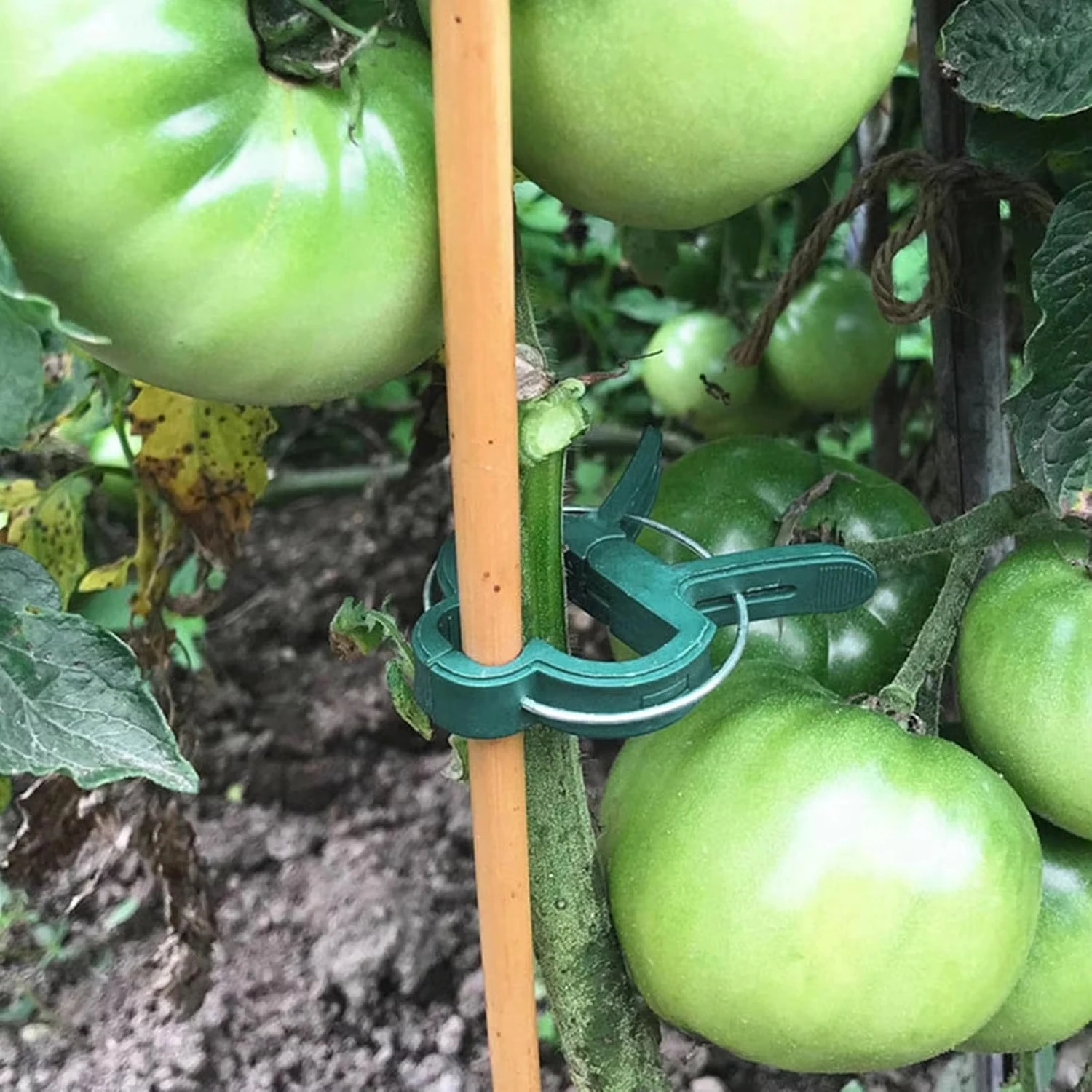 Penjepit Tanaman yang Dapat Di - Vine Climbing Plastic ulasan dan harga