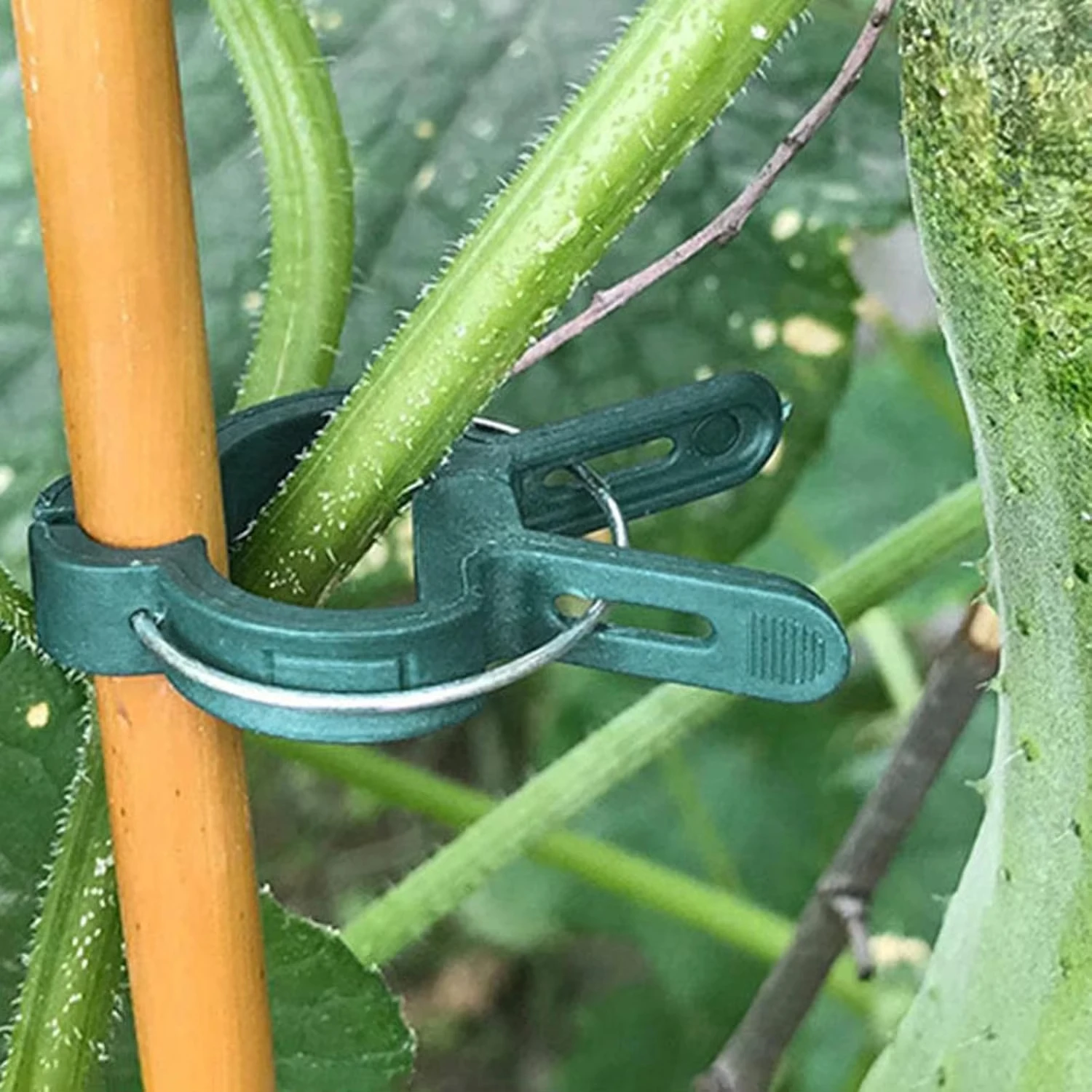 Penjepit Tanaman yang Dapat Di - Vine Climbing Plastic ulasan dan harga